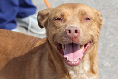 Adorable and Adoptable: Pets of the Week