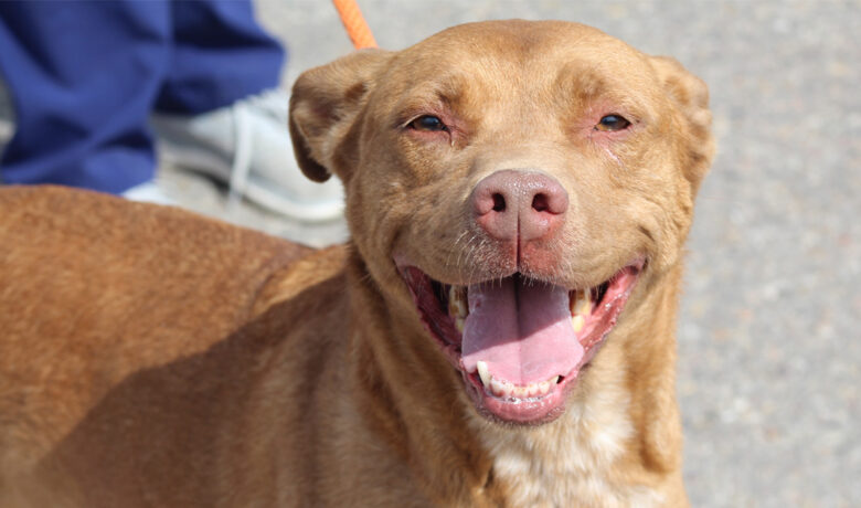 Adorable and Adoptable: Pets of the Week