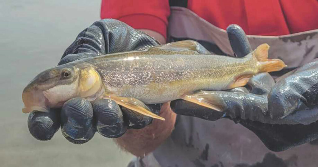 Return of the Bluehead and Flannelmouth Suckers to the Big Sandy Watershed