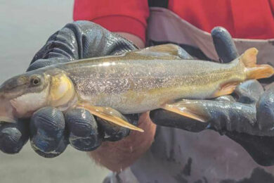 Return of the Bluehead and Flannelmouth Suckers to the Big Sandy Watershed