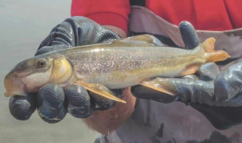 Return of the Bluehead and Flannelmouth Suckers to the Big Sandy Watershed