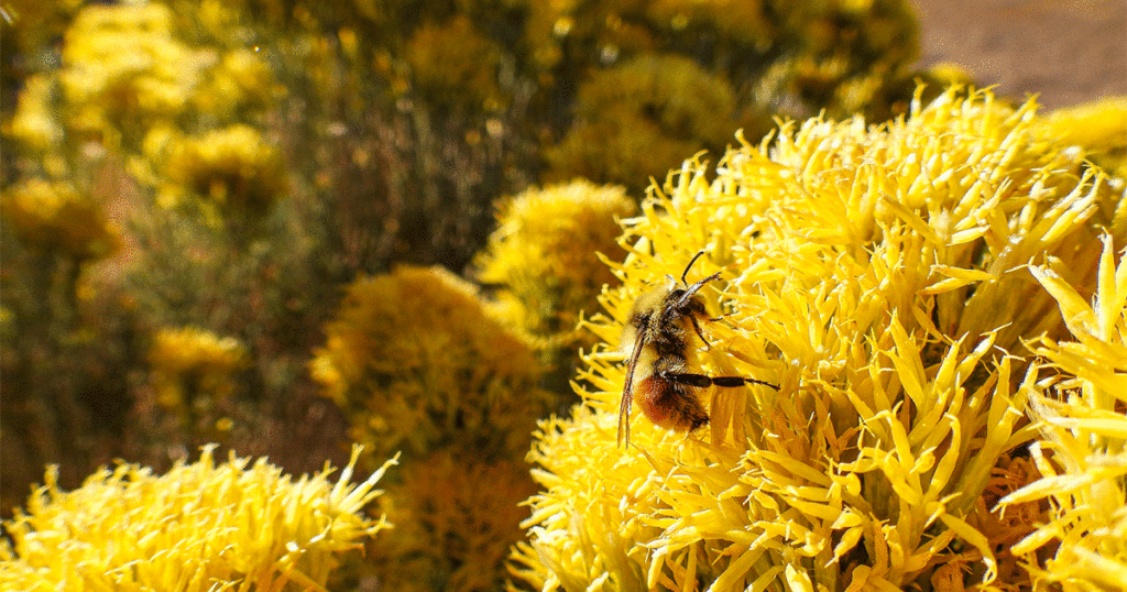 Tracking and Conserving Bumble Bees with the BLM