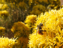 Tracking and Conserving Bumble Bees with the BLM