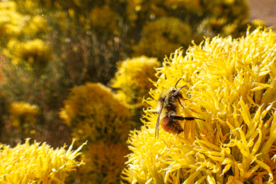 Tracking and Conserving Bumble Bees with the BLM