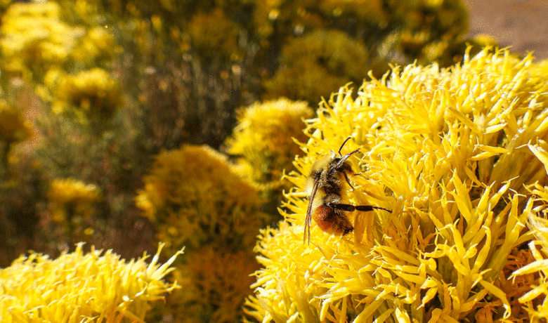 Tracking and Conserving Bumble Bees with the BLM
