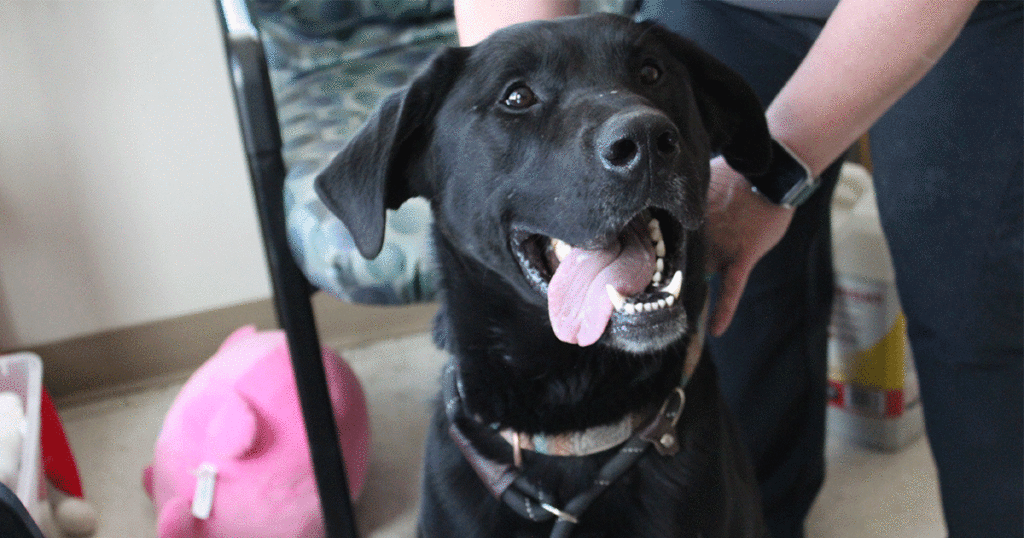 Adorable and Adoptable: Pets of the Week!