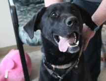 Adorable and Adoptable: Pets of the Week!