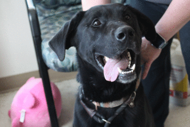 Adorable and Adoptable: Pets of the Week!