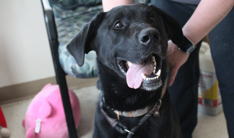 Adorable and Adoptable: Pets of the Week!