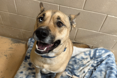 Red Desert Humane Society has a Small Weekend Event