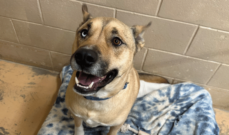 Red Desert Humane Society has a Small Weekend Event