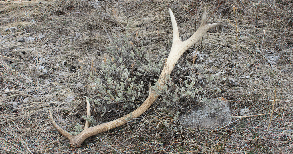 Shed Antler and Horn Season Starts May 1 in Southwest Wyoming