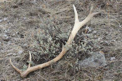 Shed Antler and Horn Season Starts May 1 in Southwest Wyoming