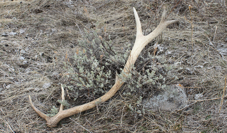 Shed Antler and Horn Season Starts May 1 in Southwest Wyoming