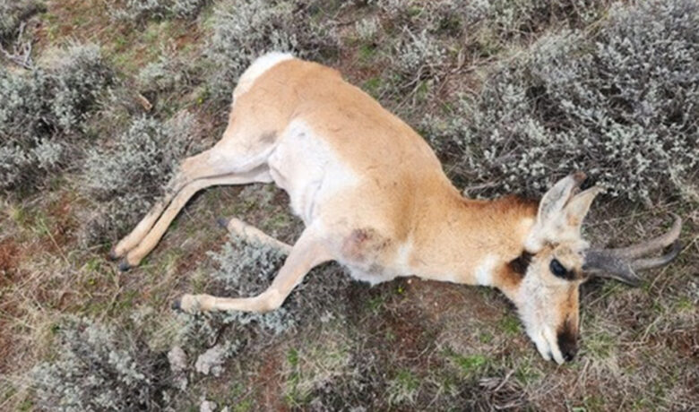 Pronghorn Illegally Killed Near Kemmerer