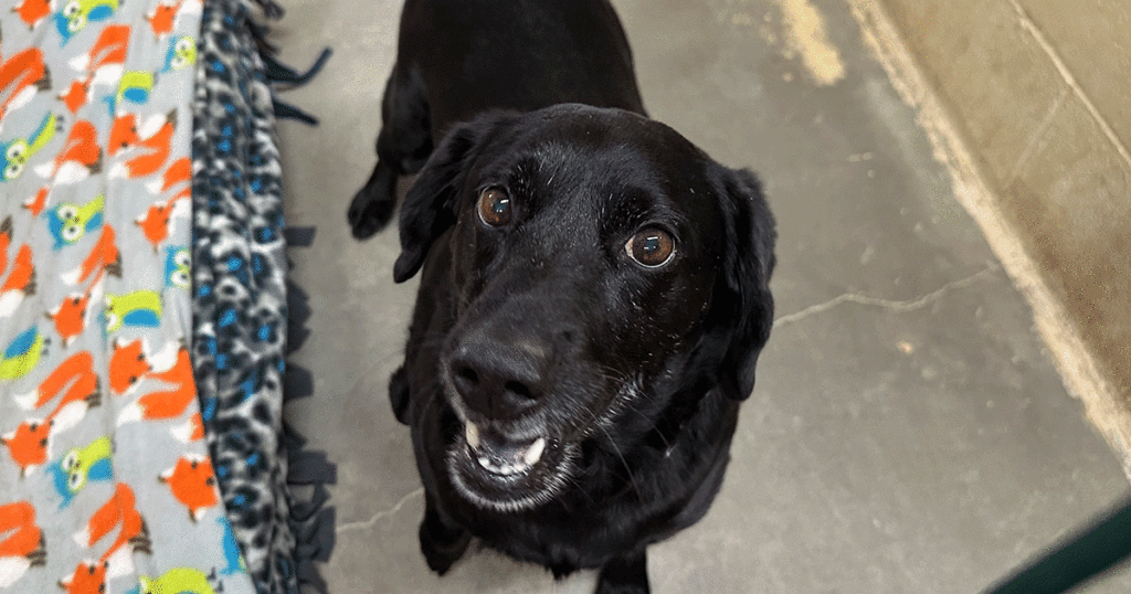 Adorable and Adoptable: Pets of the Week!