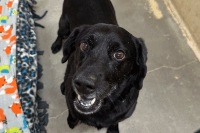 Adorable and Adoptable: Pets of the Week!