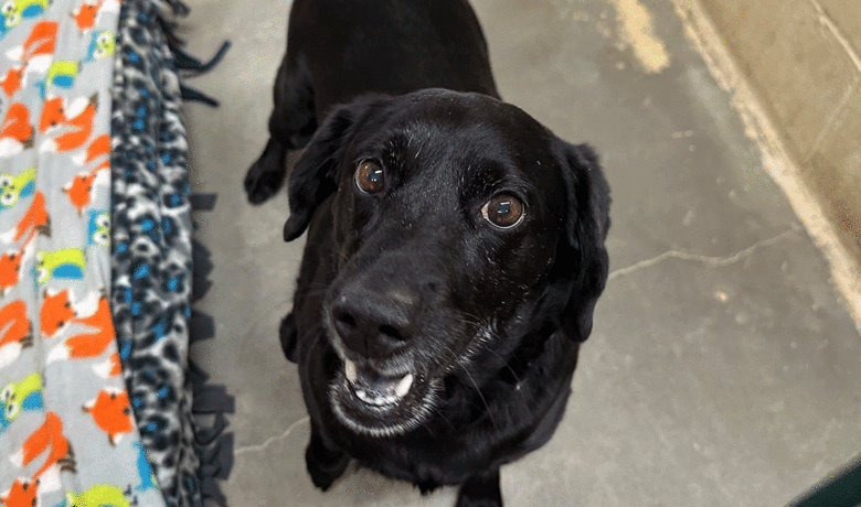 Adorable and Adoptable: Pets of the Week!