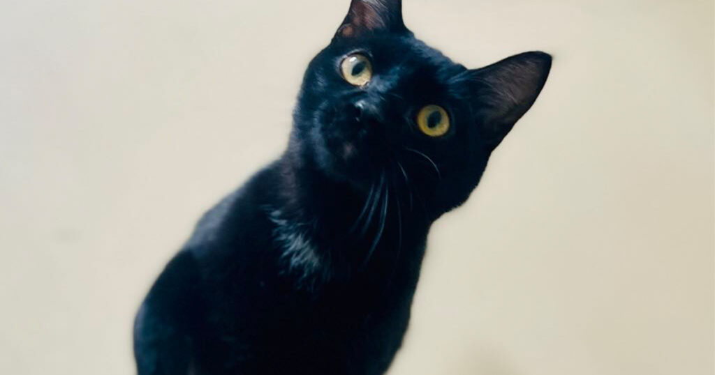 Adorable and Adoptable: Pets of the Week!