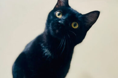 Adorable and Adoptable: Pets of the Week!