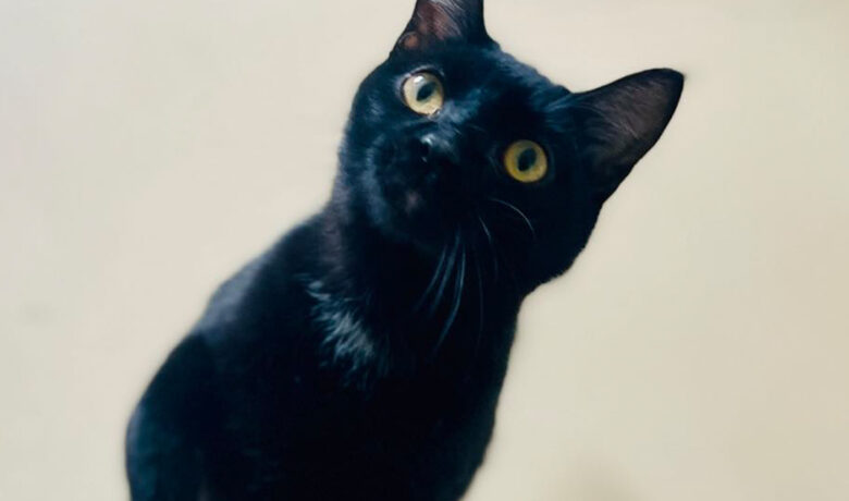 Adorable and Adoptable: Pets of the Week!