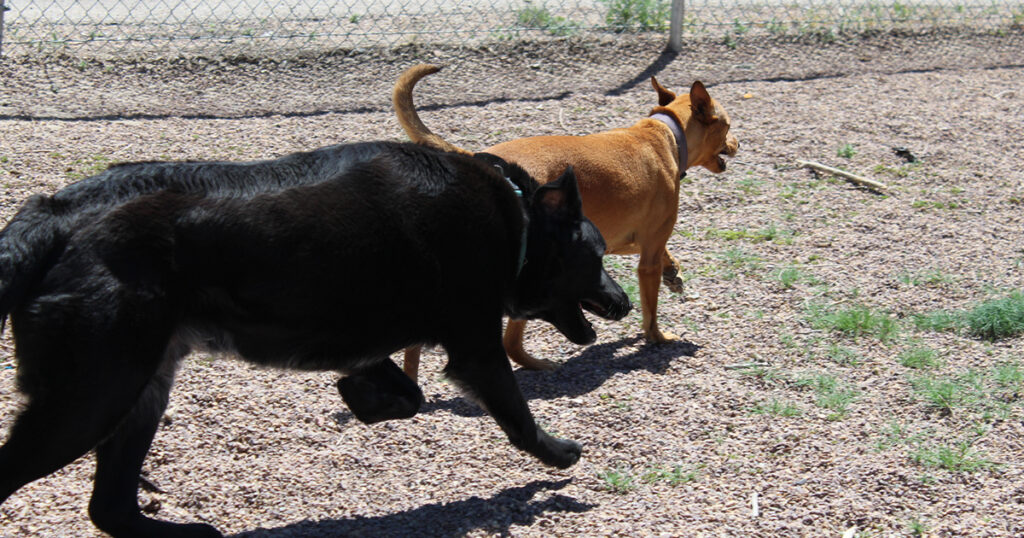 Adorable and Adoptable: Pets of the Week!