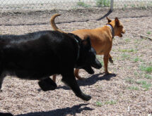 Adorable and Adoptable: Pets of the Week!