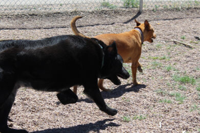 Adorable and Adoptable: Pets of the Week!