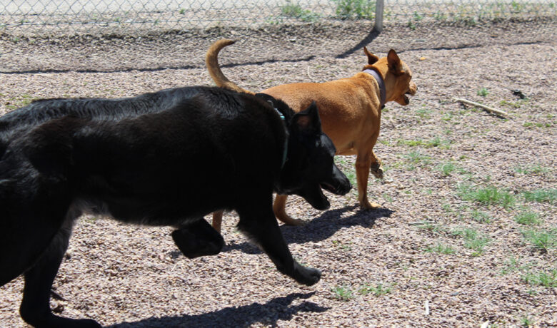 Adorable and Adoptable: Pets of the Week!