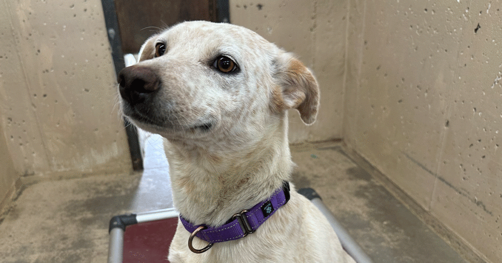 Adorable and Adoptable: Pets of the Week!