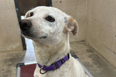 Adorable and Adoptable: Pets of the Week!