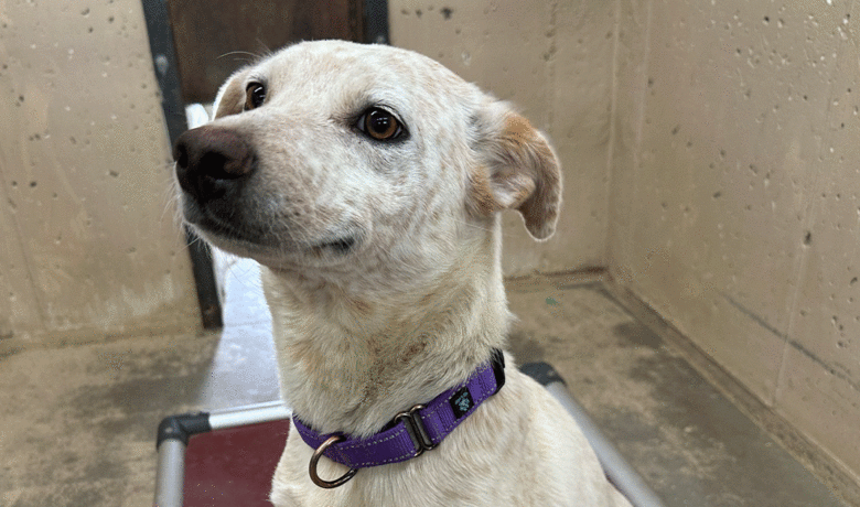 Adorable and Adoptable: Pets of the Week!