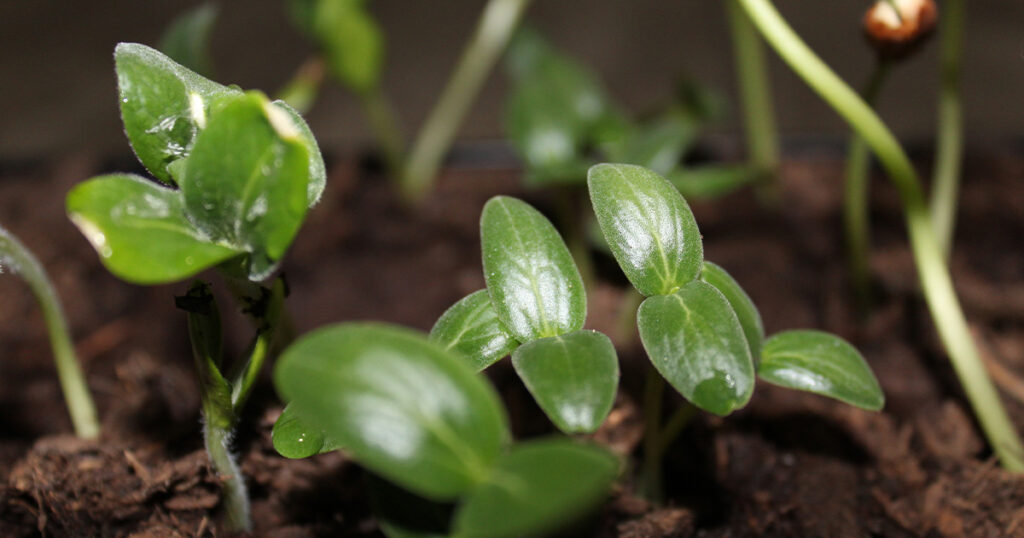Spring Gardener’s Corner: To Seed, or Not to Seed?
