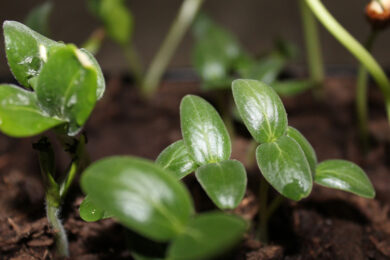 Spring Gardener’s Corner: To Seed, or Not to Seed?