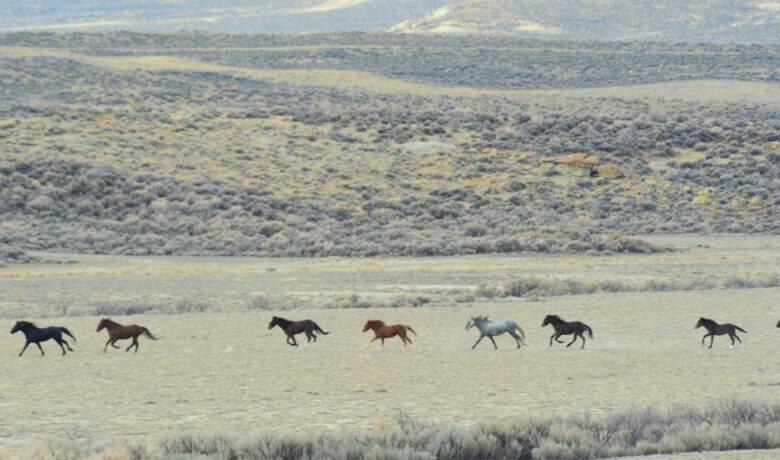 Permanent Wild Horse Removal Beginning July 15