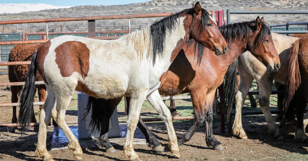 A Successful Wild Horses and Burros Adoption Event
