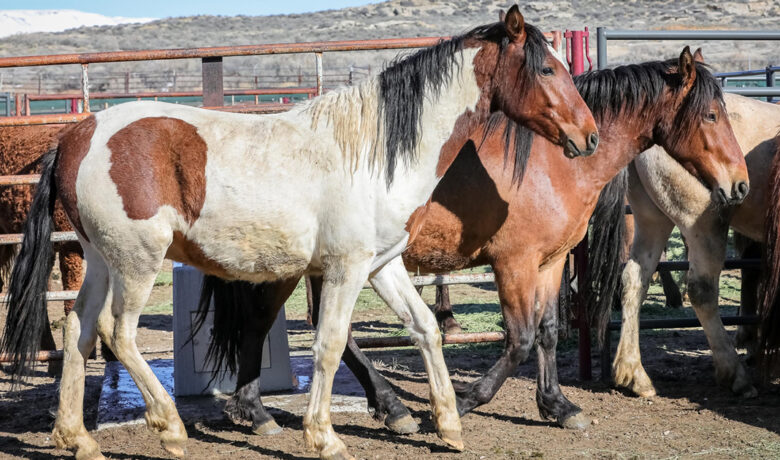 A Successful Wild Horses and Burros Adoption Event
