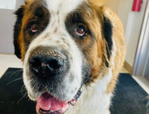 Adorable and Adoptable: Pets of the Week!