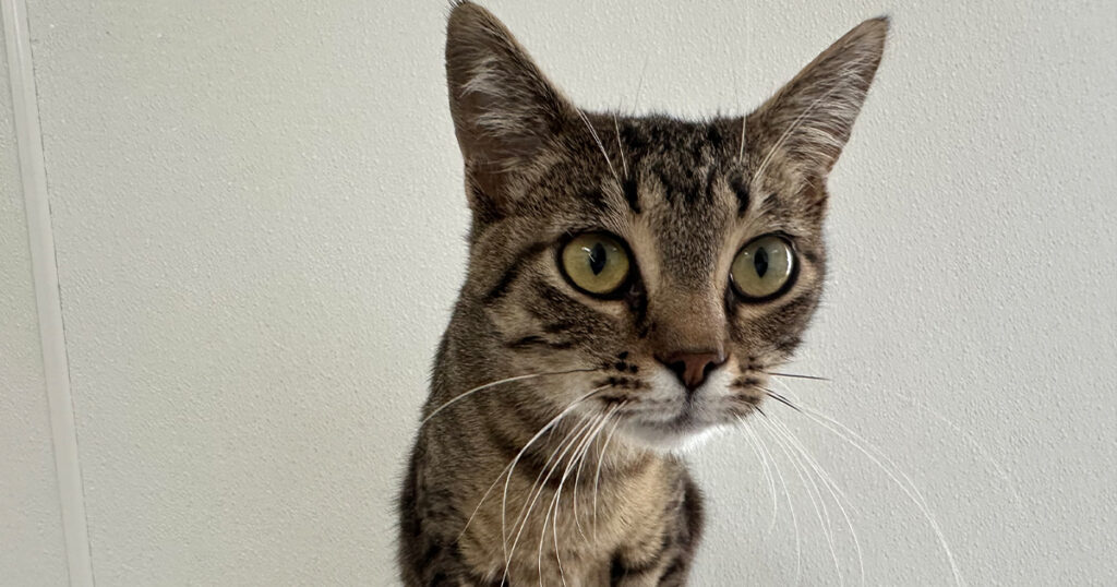 Adorable and Adoptable: Pets of the Week!