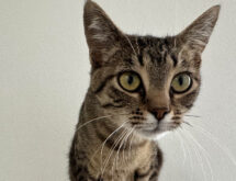 Adorable and Adoptable: Pets of the Week!