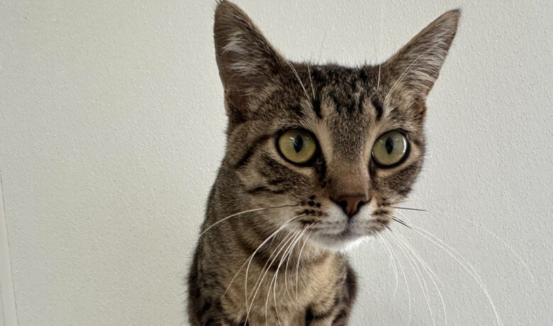 Adorable and Adoptable: Pets of the Week!