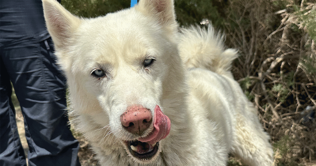 Adorable and Adoptable: Pets of the Week!
