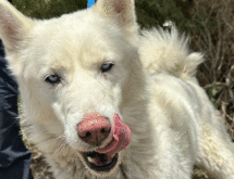 Adorable and Adoptable: Pets of the Week!