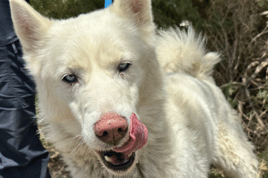 Adorable and Adoptable: Pets of the Week!