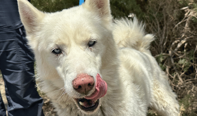 Adorable and Adoptable: Pets of the Week!