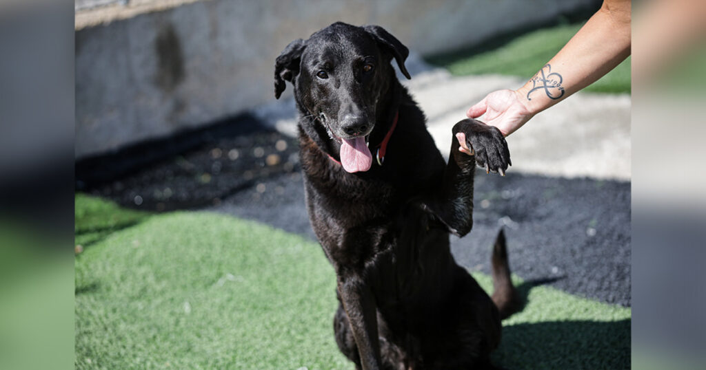 Adorable Adoptables: Jackson, Firecracker, & Duck