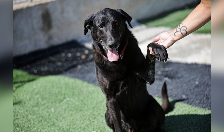 Adorable Adoptables: Jackson, Firecracker, & Duck
