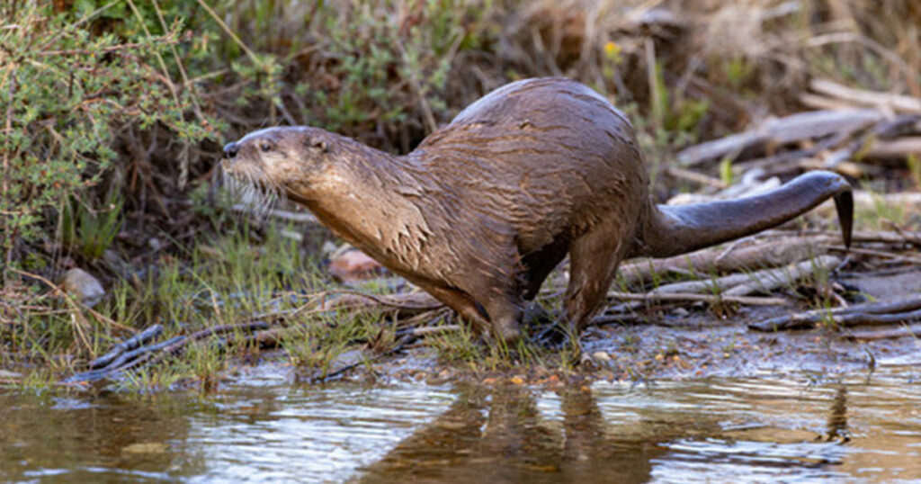 Game and Fish Seek Input on New Otter Classification