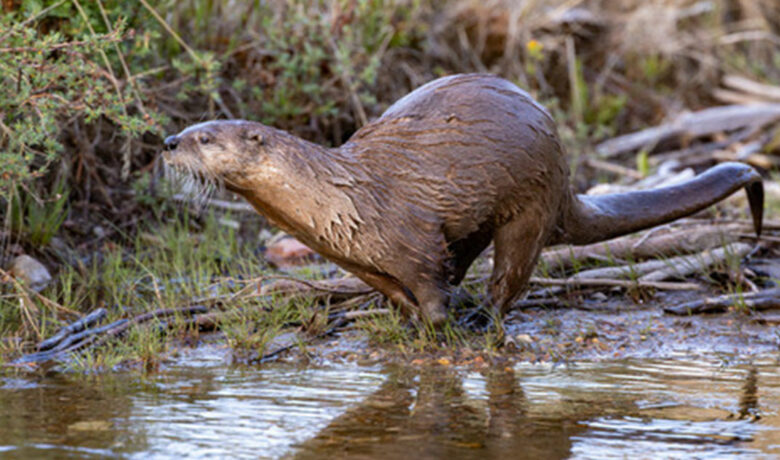 Game and Fish Seek Input on New Otter Classification