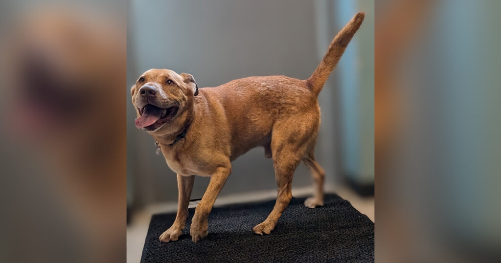 Adorable Adoptables: Cassey, Clark and Frankie